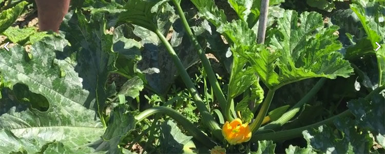 Consigli per la coltivazione dello zucchino