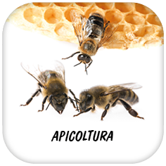 APICOLTURA