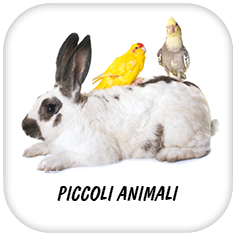 PICCOLI ANIMALI